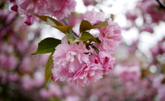 花見