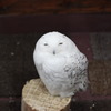 眠たい