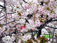 花見