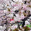 花見