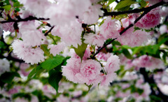 花見