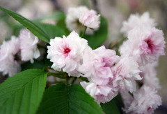 菊桜