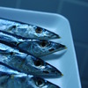 青魚