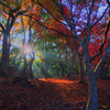 紅葉の森の朝