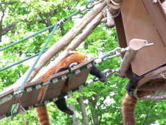 旭山動物園のアライグマ？
