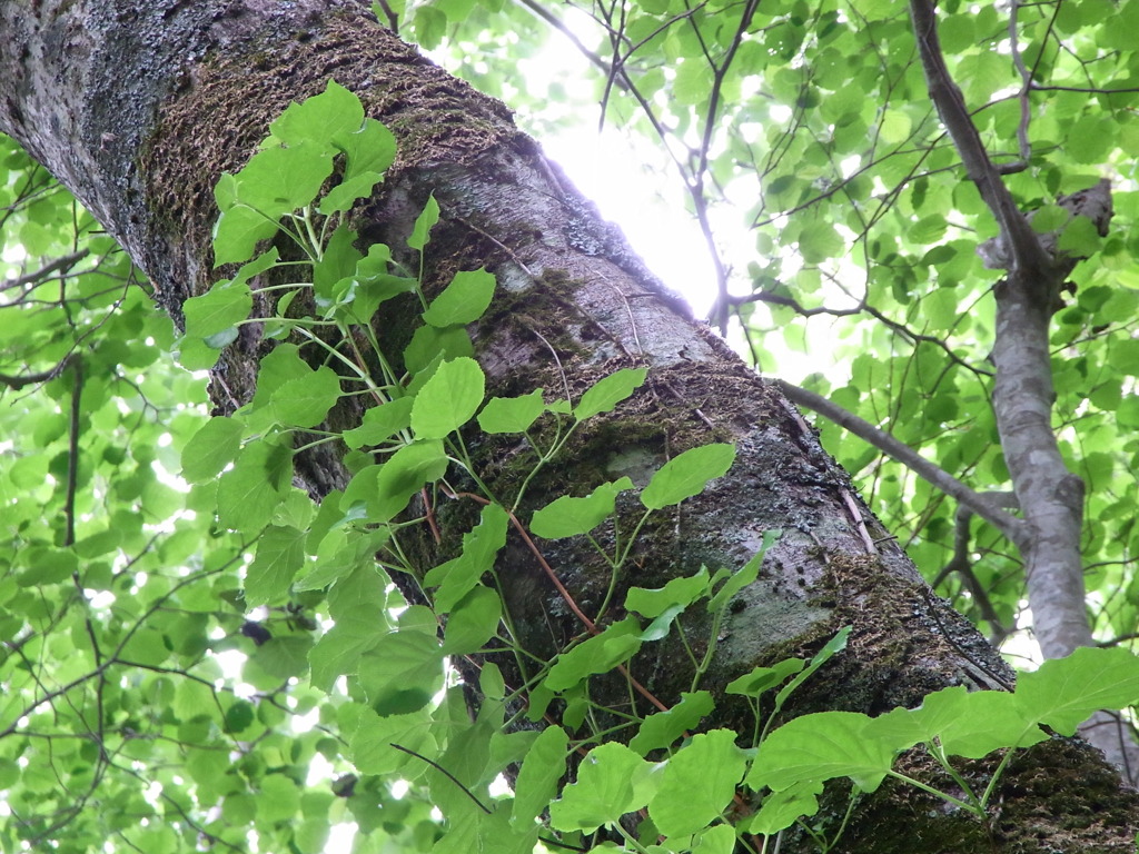 北海道（苔の洞窟）