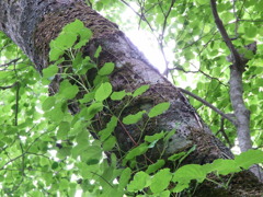 北海道（苔の洞窟）