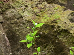 北海道（苔の洞窟）