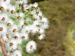 北海道（苔の洞窟）