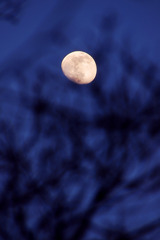 Twilight moon.