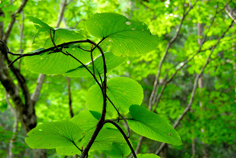 Nature Color