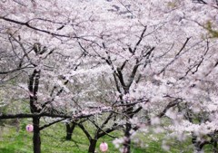 咲き誇り、桜花せよ！