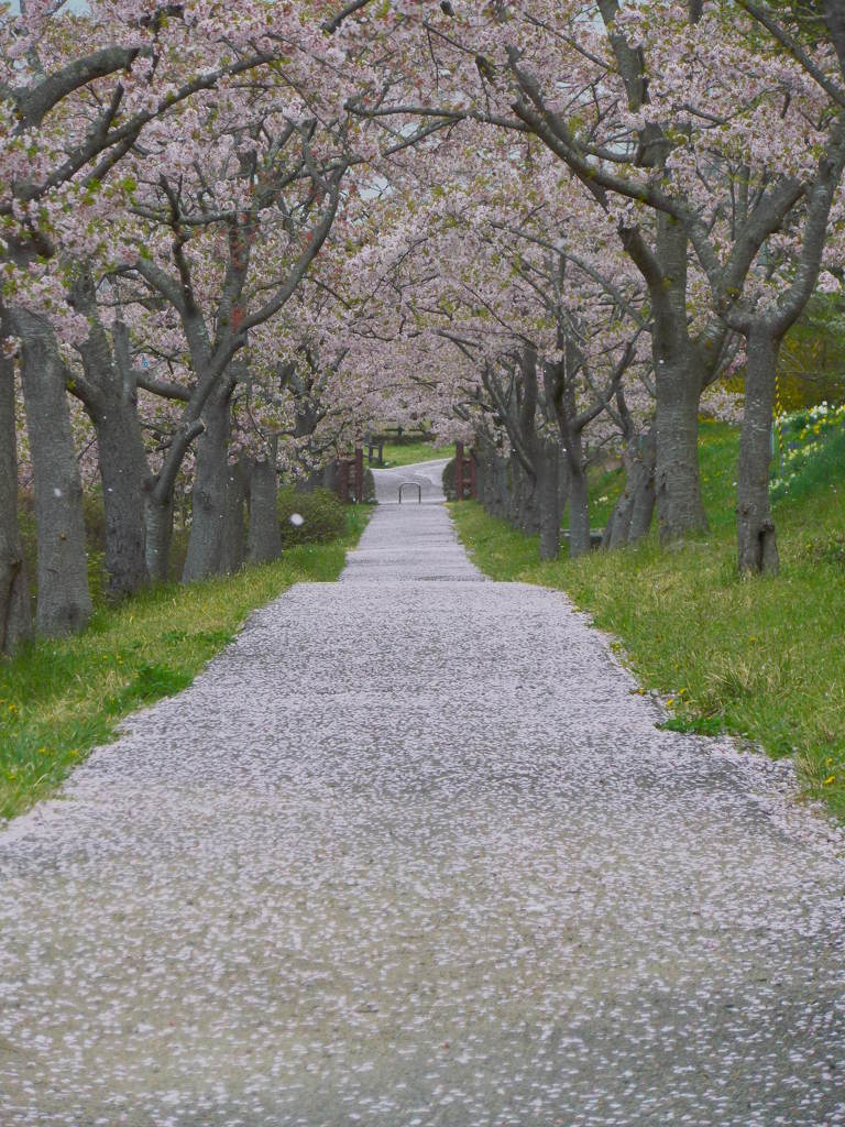 咲けば「綺麗」、散れば「美しい」