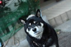 愛犬　那知