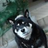 愛犬　那知