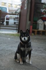 えっ　呼びました？