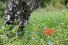 ひがん花見つけた