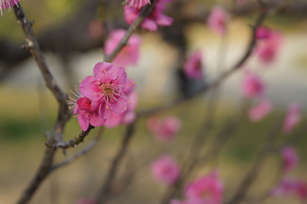ざっ梅の花