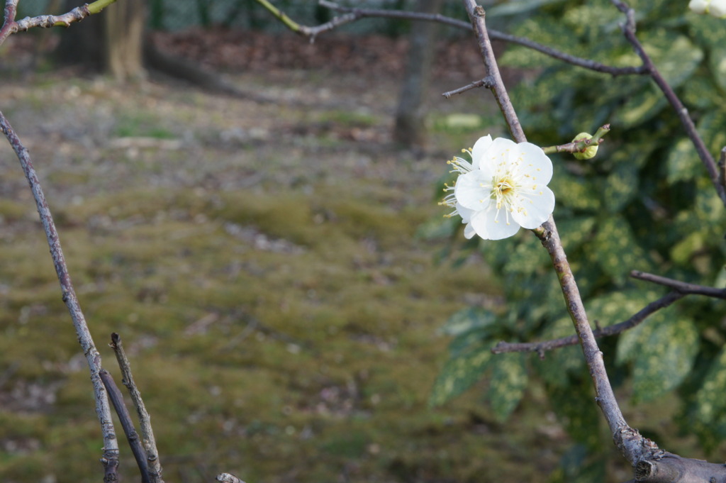 梅の花