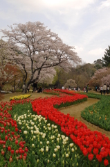 桜とチューリップのコラボやー