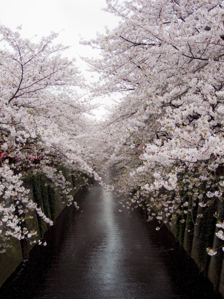 桜の川