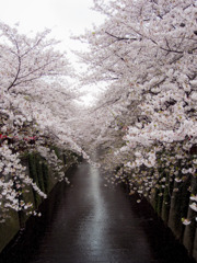 桜の川
