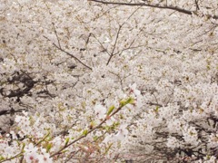 桜花絶景