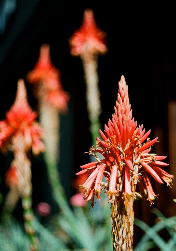 Aloe