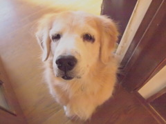 ファンタジックフォーカス