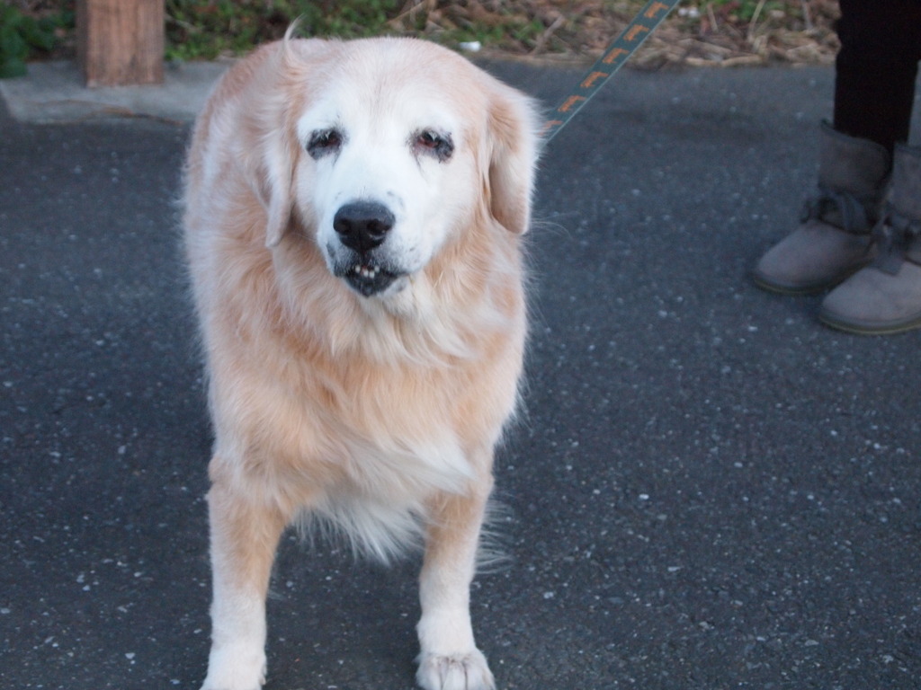 どうしてこうなるの