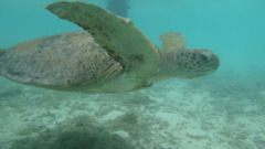 渡嘉敷島トカシクビーチの海ガメ