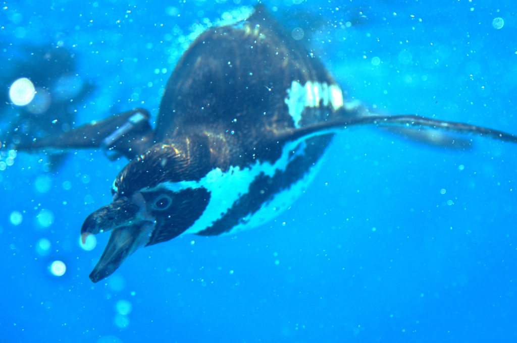 penguin