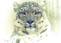 Snow Leopard