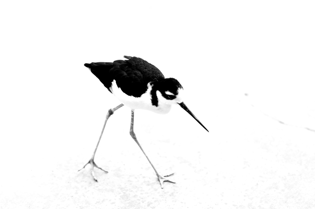 墨絵