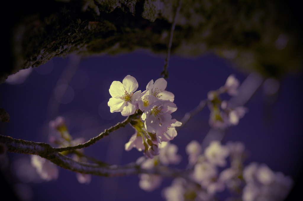 夜桜