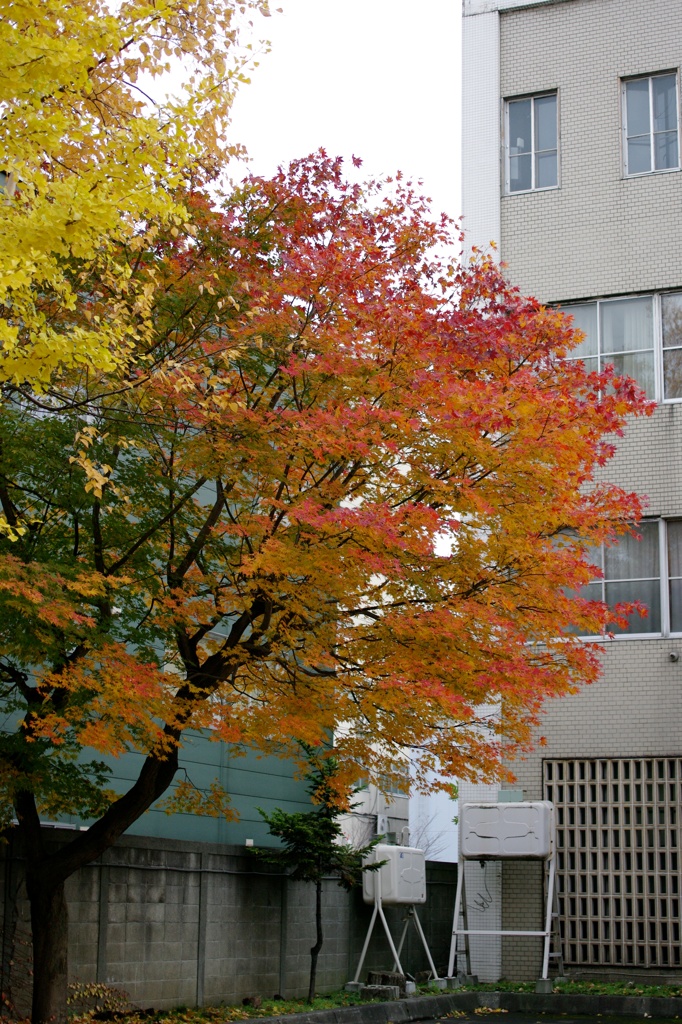紅葉2011-35