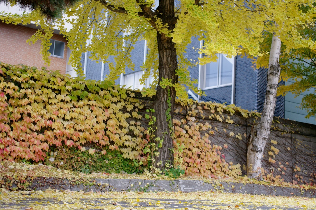 紅葉2011-36