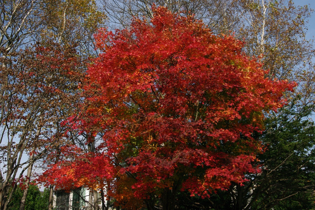 紅葉2011-7