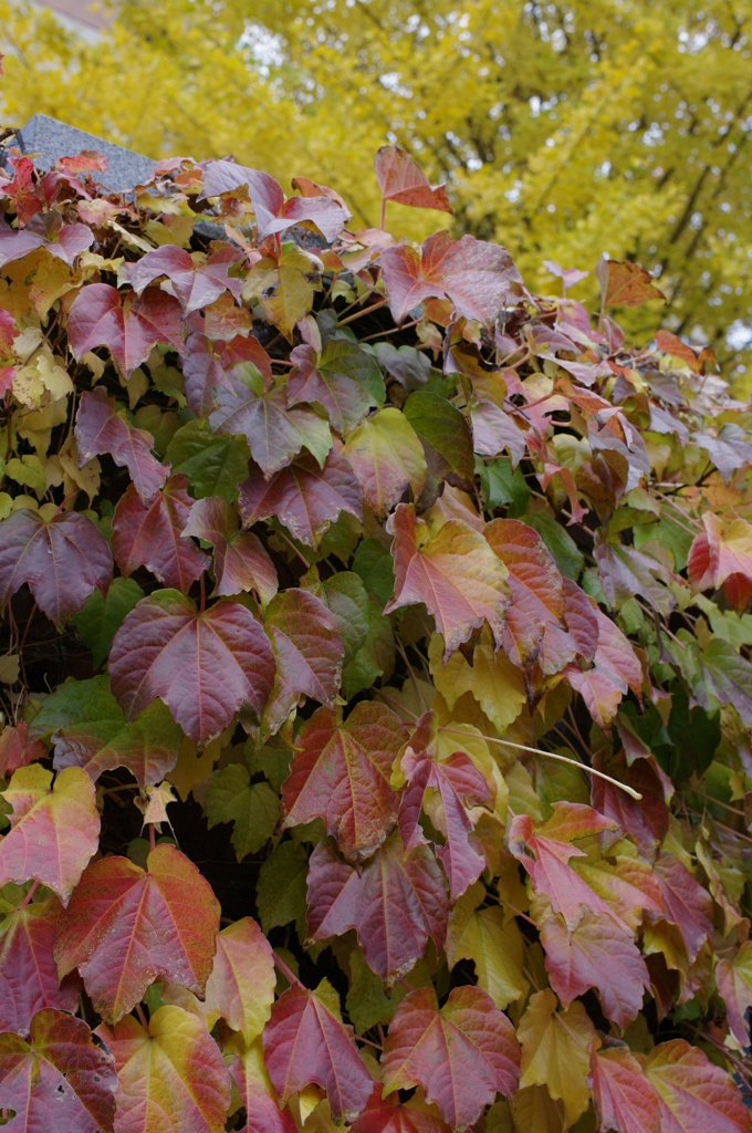 紅葉2011-41