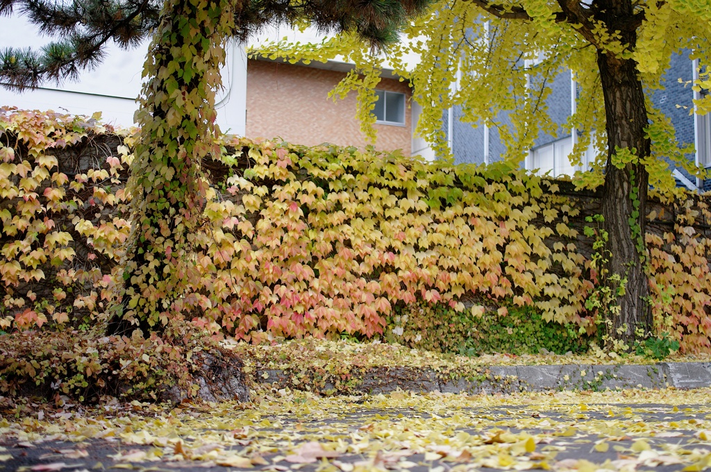 紅葉2011-29