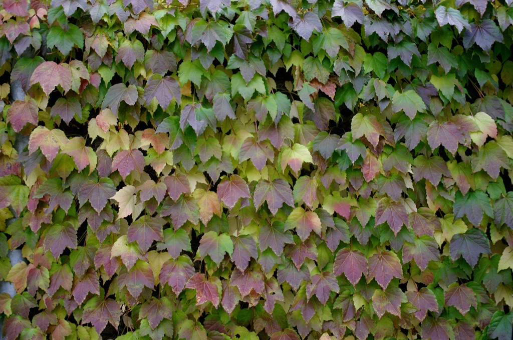 紅葉2011-27