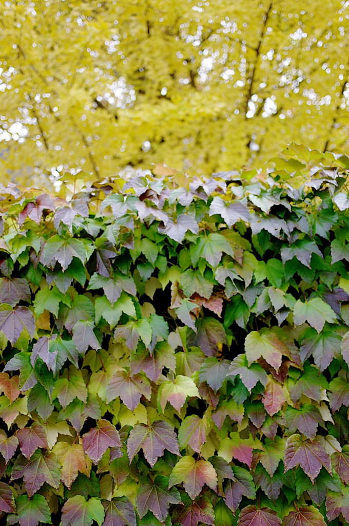 紅葉2011-40