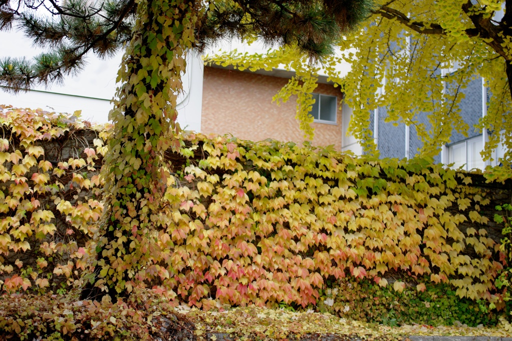 紅葉2011-20
