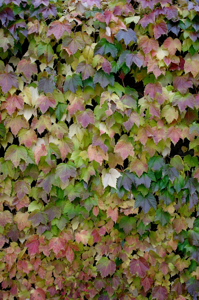 紅葉2011-22