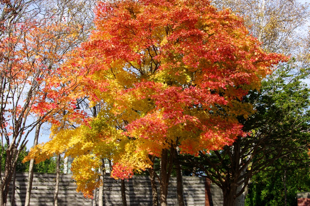 紅葉 004