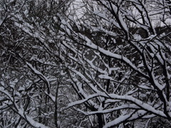 雪模様