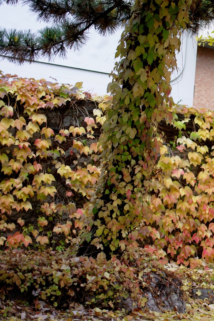 紅葉2011-21