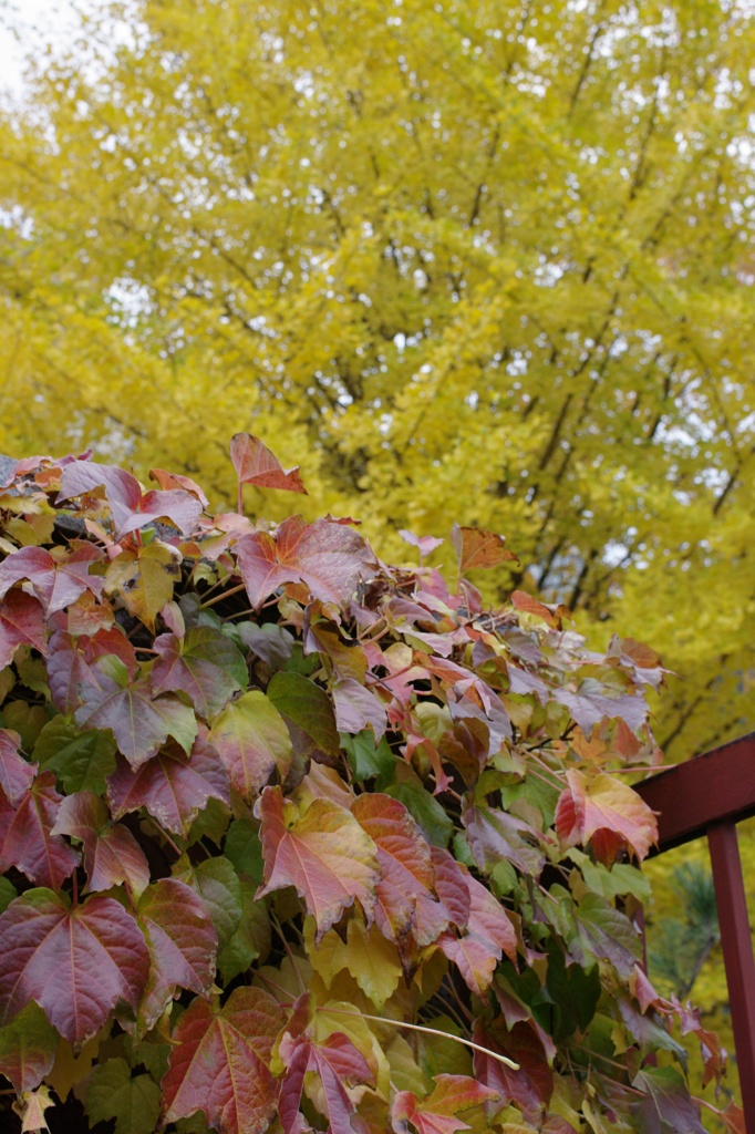 紅葉2011-33