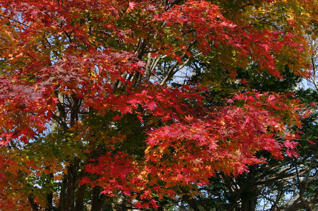 紅葉2011-13
