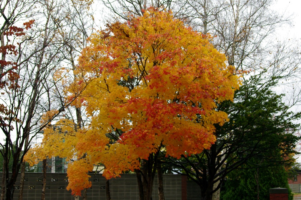 紅葉 006